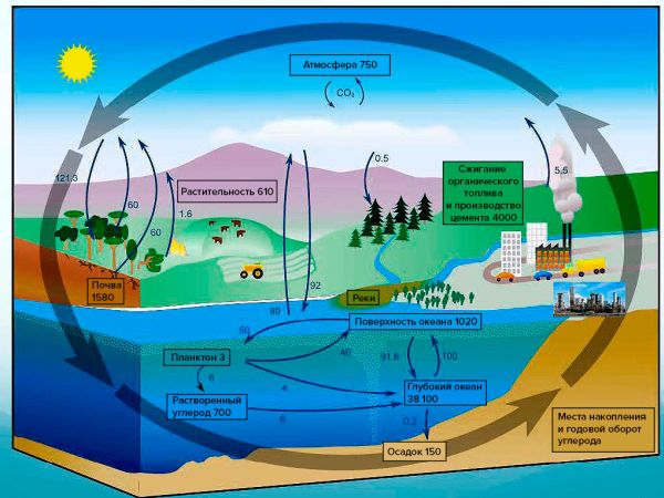 Схема глобального круговорота углерода